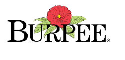 Burpee