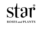 Star Roses and Plants