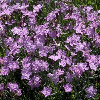 Dianthus - 'Baths Pink' Cheddar Pink