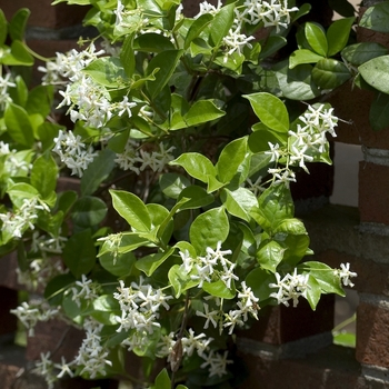 Trachelospermum jasminoides - 'Madison' Star Jasmine