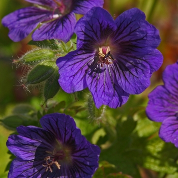 Geranium 'Blue Blood' - Cranesbill