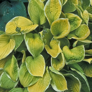 Hosta - 'Moon Glow' Hosta, Plantain Lily