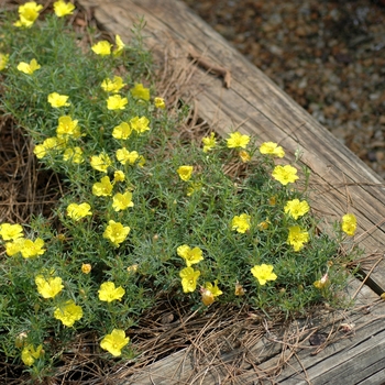 Calylophus drummondianus - Texas Primrose