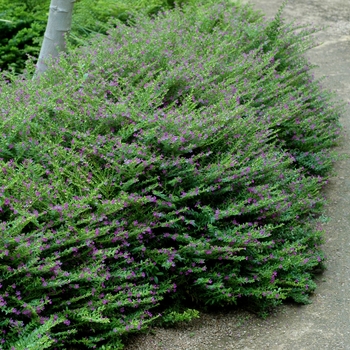 Cuphea hyssopifolia - False Heather