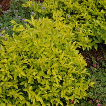 Duranta erecta - 'Cuban Gold' Golden Dewdrop