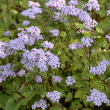 Conoclinium coelestinum - Hardy Ageratum
