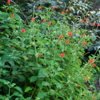 Stachytarpheta jamaicensis - Porter Weed
