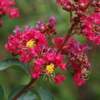 Lagerstroemia indica - ''Dynamite'' Dynamite Crapemyrtle