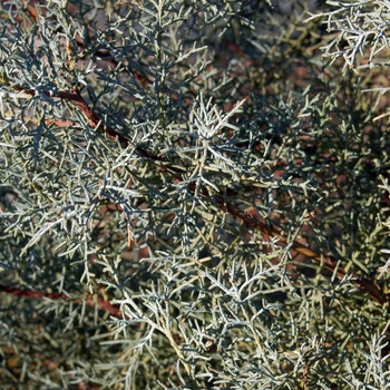 Cupressus arizonica - 'Blue Ice' Blue Ice Cypress