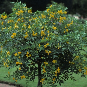 Cassia (Senna) corymbosa - Buttercup Cassia