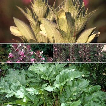 Multiple Varieties - Acanthus