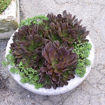 Echeveria shaviana - 'Black Prince'