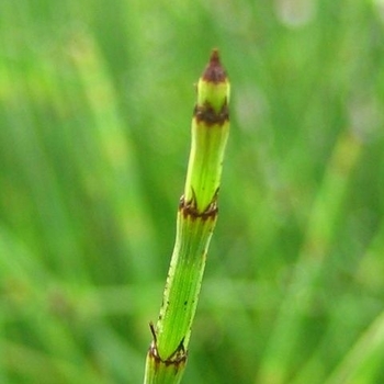 Equisetum hyemale - Scouring Rush