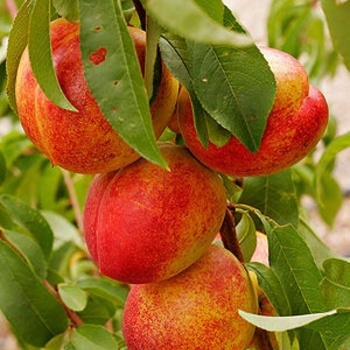 Prunus persica var. nucipersica - Red Gold Nectarine