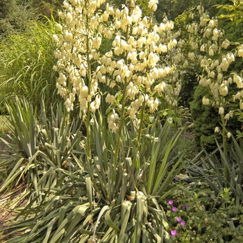 Yucca filamentosa - Adam's Needle