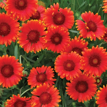 Gaillardia x grandiflora (Blanket Flower) - Mesa™ 'Red'
