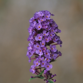Buddleia davidii - 'Nanho Blue' Butterfly Bush