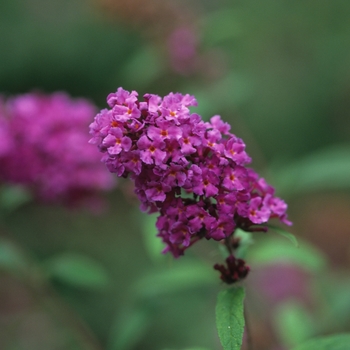 Buddleia davidii - 'Nanho Purple' Butterfly Bush