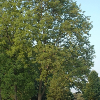 Carya illinoinensis - Pawnee Pecan