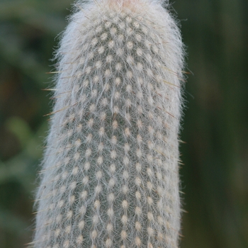 Espostoa dautwitzii - Cactus