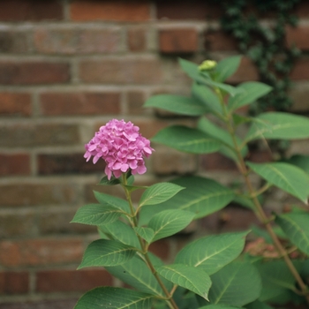 Hydrangea macrophylla - Bigleaf Hydrangea