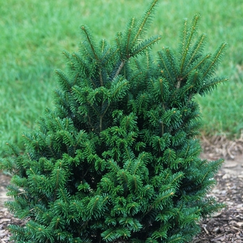 Abies koreana 'Julian Potts' - Julian Potts Korean Fir