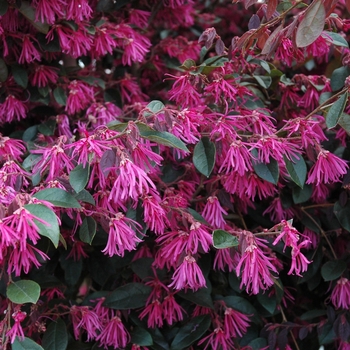 Loropetalum chinense f. rubrum - 'Zhuzhou Fuchsia' Chinese Fringe-flower
