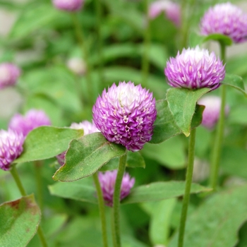 Gomphrena - ''Audray Bicolor Rose''