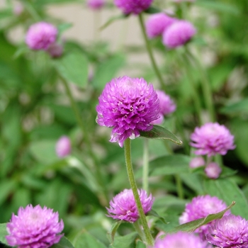 Gomphrena - ''Audray Bicolor Pink''