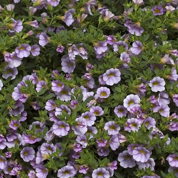 Calibrachoa - Lavender Million Bells