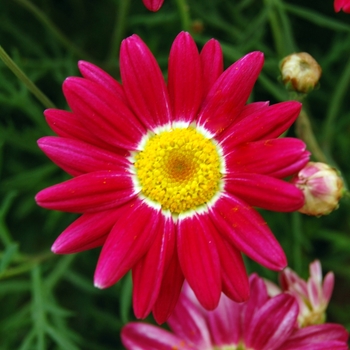 Argyranthemum frutescens 'Comet™ Red' - Marguerite