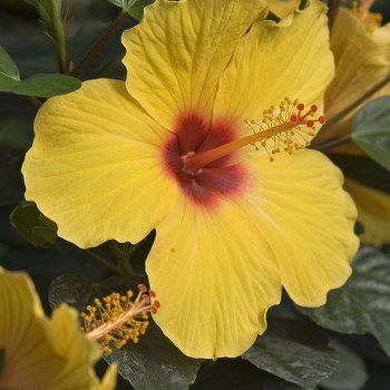 Hibiscus rosa-sinensis (Tropical Hibiscus) - Tradewinds™ 'Sunny Wind'