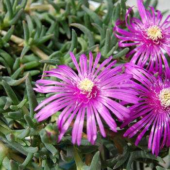 Delosperma cooperi - Ice Plant-Purple