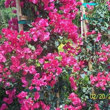 Bougainvillea - Bougainvillea