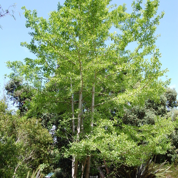 Ginkgo biloba - Ginkgo