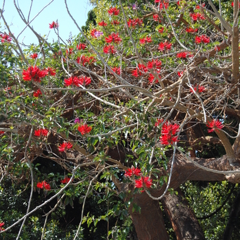 Erythrina coralloidea - Naked Coral Tree