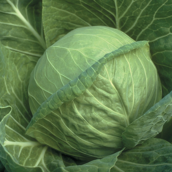 Brassica oleracea var. capitat - Fast Vantage Cabbage