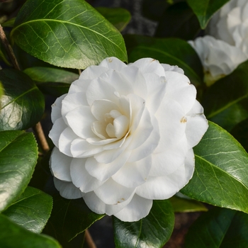 Camellia japonica - Camellia