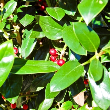 Ilex cornuta - 'Needlepoint' Chinese Holly