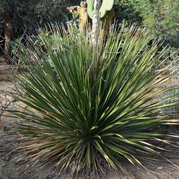 Dasylirion texanum - Texas Sotol