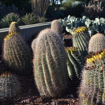 Ferocactus wislizeni - Fishhook Barrel Cactus