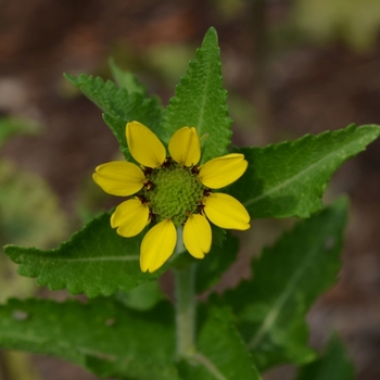 Berlandiera texana - Texas Green Eyes