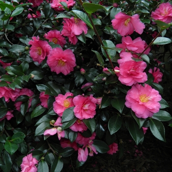 Camellia - 'Shishi-Gashira'