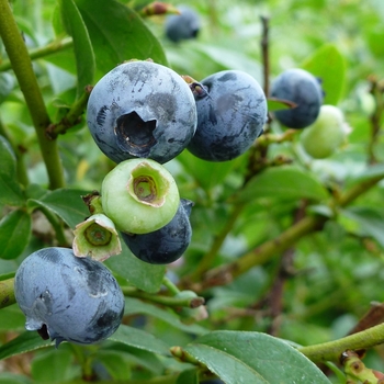 Vaccinium - 'Northcountry' Blueberry