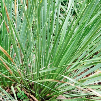 Dasylirion texanum - Green Desert Spoon