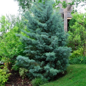 Cupressus arizonica - Arizona Cypress
