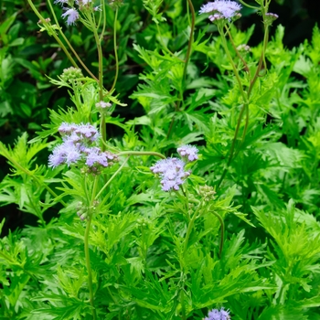 Conoclinium greggii - Gregg's Mist Flower