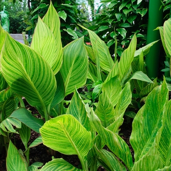 Canna - Canna Lily