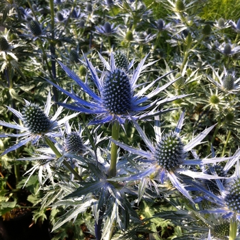 Eryngium zabellii - 'Big Blue' Sea Holly