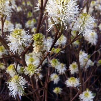 Fothergilla major - 'Mount Airy' Mount Airy Fothergilla